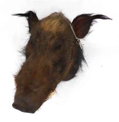 Lot 5 - Bush Pig, late 20th century, juvenile, shoulder mount, turning to the right, 54cm from the wall