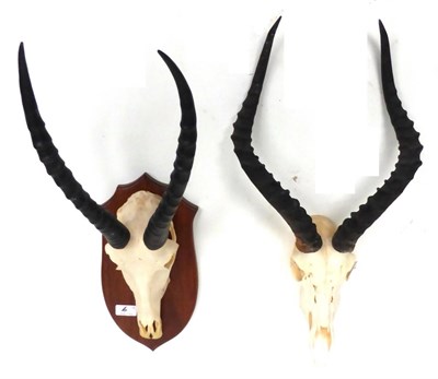 Lot 6 - Blesbok (Damaliscus pygargus phillipsi), horns on skull, on shield; and Impala (Aepyceros...