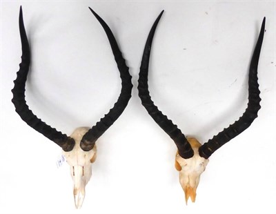 Lot 7 - Impala (Aepyceros melampus), late 20th century, two horns on upper skulls