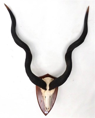 Lot 9 - Greater Kudu (Tragelaphus strepsiceros), late 20th century, horns on cut skull, on shield