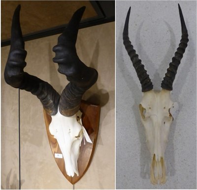 Lot 11 - Hartebeest and Blesbok, late 20th century, horns on skull (2)