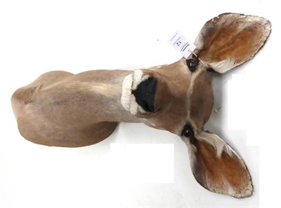 Lot 12 - Greater Kudu (Tragelaphus strepsiceros), late 20th century, female, shoulder mount