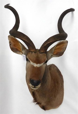 Lot 13 - Greater Kudu (Tragelaphus strepsiceros), late 20th century, shoulder mount