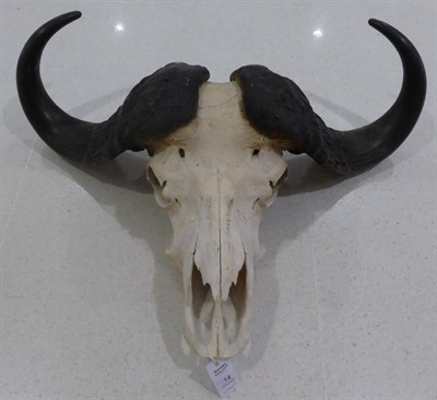 Lot 14 - Cape Buffalo (Synceros caffer caffer), late 20th century, horns on upper skull, broadest span 84cm