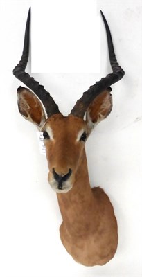 Lot 15 - Impala (Aepyceros melampus),late 20th century, shoulder mount, turning to the left, 50cm from...