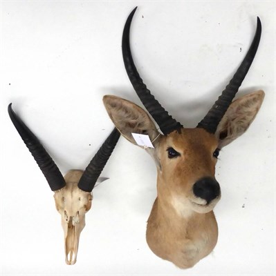 Lot 17 - Reedbuck (Redunca arundinium), horns on upper skull; and Reedbuck, late 20th century, shoulder...