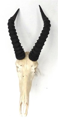 Lot 18 - Blesbok (Damaliscus lunatus), late 20th century, horns on upper skull