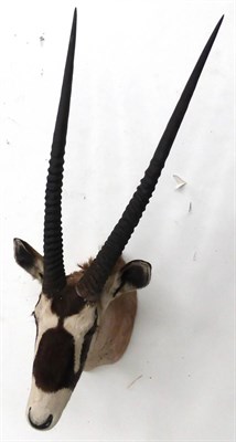 Lot 19 - Oryx (Oryx beisa), mid 20th century, shoulder mount, 59.5cm from the wall