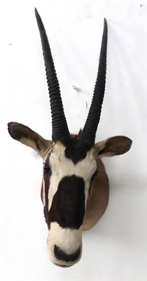 Lot 20 - Oryx, late 20th century, shoulder mount, turning to the left, right horn 85.5cm, left horn...