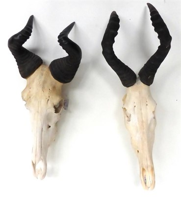 Lot 21 - Two Hartebeest, late 20th century, horns on upper skull