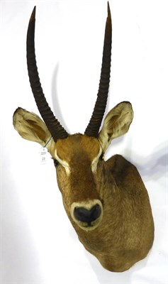 Lot 23 - Waterbuck (Kobus ellipsiprymnus), late 20th century, shoulder mount, turning to the left, 92cm from