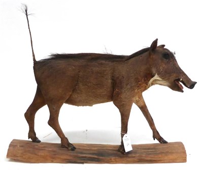 Lot 24 - Warthog (Phacochoerus africanus), late 20th century, juvenile, full mount, 57cm high