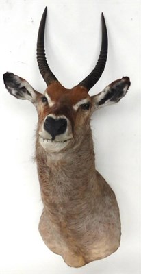 Lot 25 - Waterbuck (Kobus ellipsiprymnus), late 20th century, shoulder mount, turning to the left (a/f)