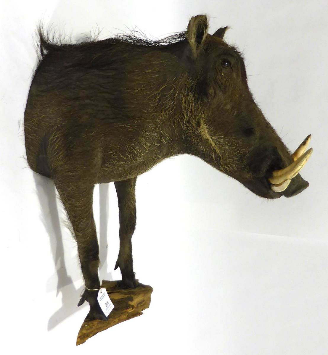 Lot 26 - Warthog (Phacochoerus africanus), late 20th century, fore-part, 83cm high