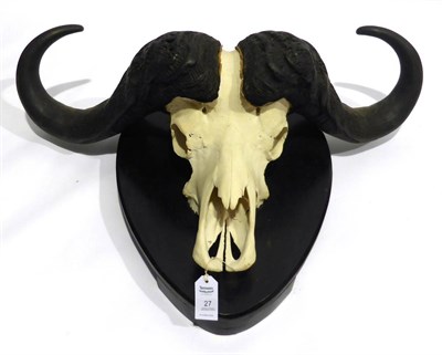 Lot 27 - Cape Buffalo (Synceros caffer caffer), horns on skull, on shield