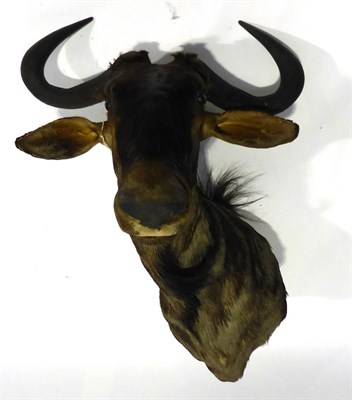 Lot 29 - Gnu (Wildebeest), late 20th century, shoulder mount, turning to the left, 67.5cm from the wall