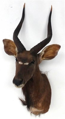 Lot 30 - Nyala (Tragelaphus angasii), late 20th century, shoulder mount, 53cm from the wall