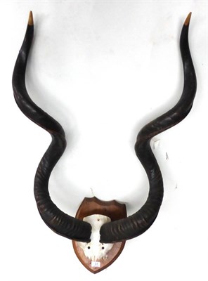 Lot 31 - Greater Kudu (Tragelaphus strepsiceros), mid 20th century, horns to frontlet, on shield