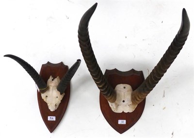 Lot 32 - Waterbuck (Kobus ellipsiprymnus) and Reedbuck (Redunca), late 20th century, horns, on shield (2)