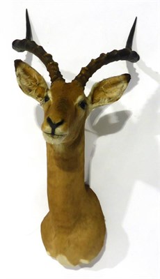 Lot 33 - Impala (Aepyceros melampus), mid 20th century, shoulder mount, 52cm from the wall