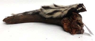 Lot 34 - Skunk (Mephitidae), late 20th century, full mount, 50cm long, on curt branch