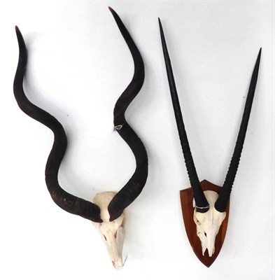 Lot 35 - Oryx (Oryx beisa), skull, on shield; and Greater Kudu, horns on upper skull, no shield, both...