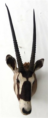 Lot 36 - Oryx (Oryx beisa), late 20th century, shoulder mount, turning to the left, right horn 89.5cm,...