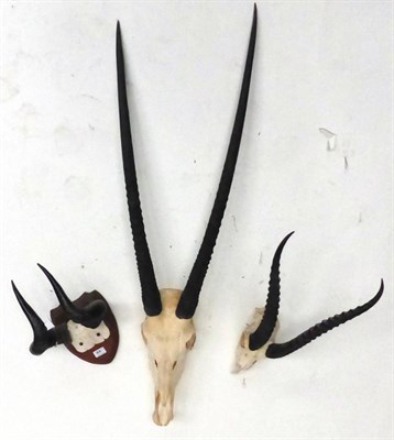 Lot 37 - Oryx (Oryx beisa), horns on upper skull; Grant's Gazelle, horns on upper skull; and Hartebeest,...