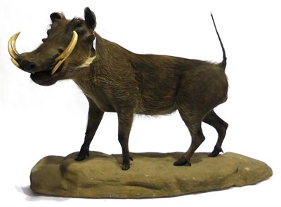 Lot 39 - Warthog (Phacochoerus africanus), late 20th century, full mount, 93cm high