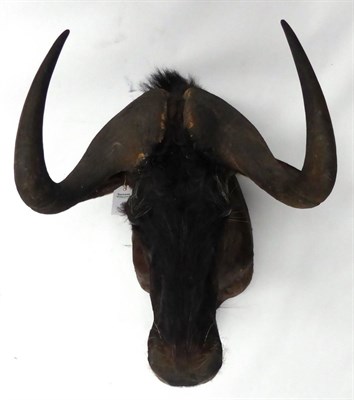 Lot 41 - Wildebeest, mid 20th century, shoulder mount, 66cm from the wall