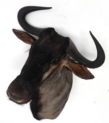 Lot 42 - Wildebeest (white tailed), late 20th century, shoulder mount, 61cm from the wall