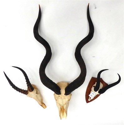 Lot 43 - Greater Kudu (Tragelaphus strepsiceros), horns on upper skull, Blesbok horns; and Springbok...