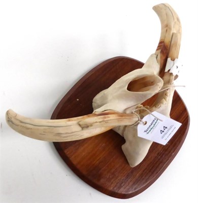 Lot 44 - Warthog tusks on cut nose-end skull