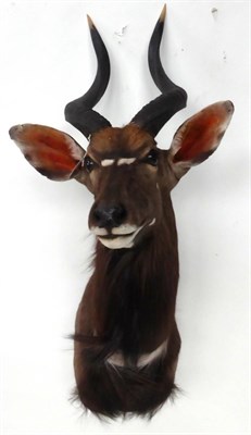 Lot 45 - Nyala (Tragelaphus angasii), late 20th century, shoulder mount, 63cm from the wall