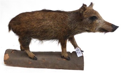 Lot 46 - European Wild Boar (Sus scrofa), late 20th century, piglet, full mount, walking pose, 51cm high