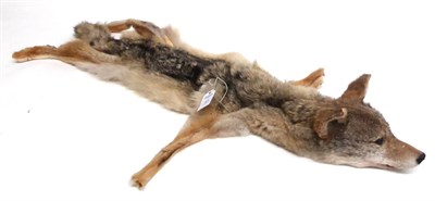 Lot 47 - Coyote (Canis latrans), late 20th century, skin rug