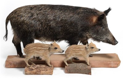 Lot 48 - Wild Boar (Sus scrofa), female, full mount, 141cm long; and Two Piglets (3)