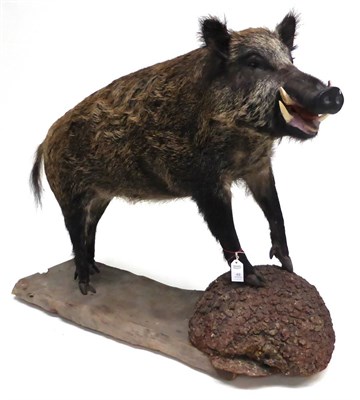 Lot 49 - Wild Boar (Sus scrofa), late 20th century, male, full mount, 115cm high, 182cm long, on wood...