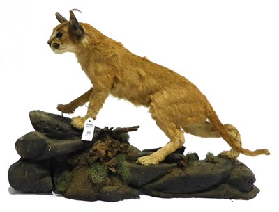 Lot 50 - African Caracal (Caracal caracal), circa 1970,  full mount, in hunting pose, on faux rocks