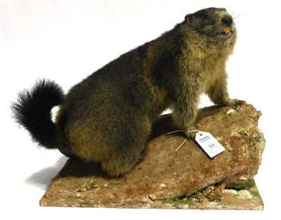 Lot 51 - Marmot (Marmota), late 20th century, full mount on faux rocks, 44cm high