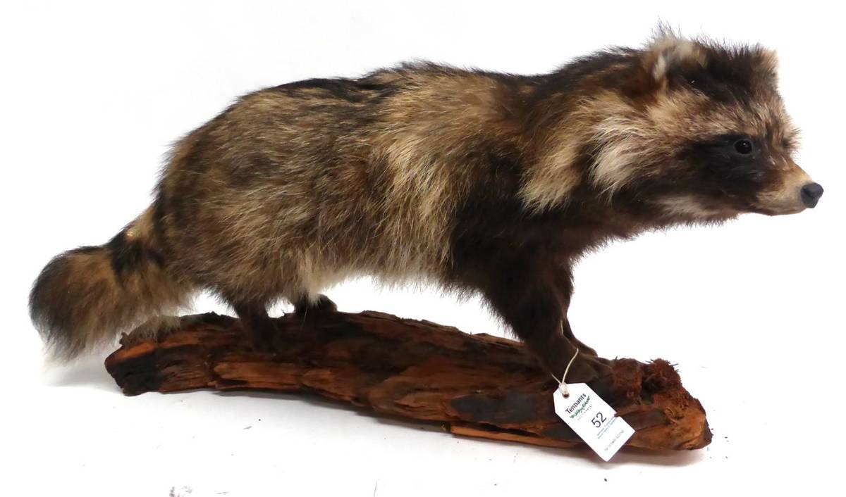 Lot 52 - Raccoon Dog (Nyctereutes procyonoides), full