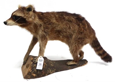 Lot 53 - Raccoon (Procyon lotor), late 20th century, full mount