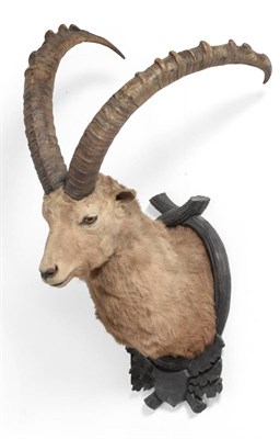 Lot 54 - Ibex, mid 20th century, shoulder mount, right horn 87.5cm, left horn 90cm, on carved and...