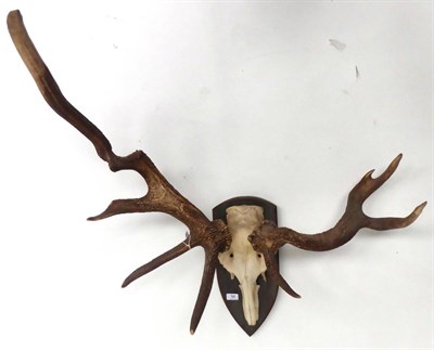 Lot 56 - Red Deer (Cervus elaphus), mid 20th century, antlers on frontlet, on shield