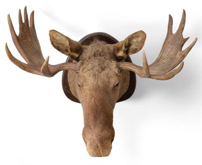 Lot 59 - European Moose (Alces alces), head mount, on shield