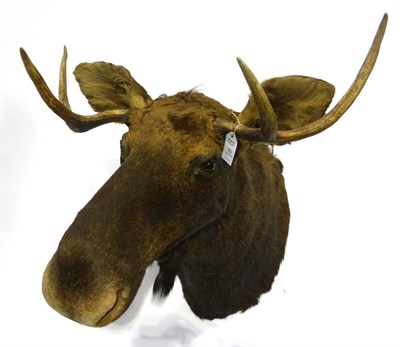 Lot 60 - European Moose (Alces alces), shoulder mount, 109cm from the wall, no shield (a/f)