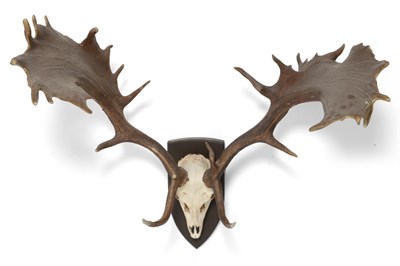 Lot 62 - Fallow Deer (Dama dama), late 20th century, faux antlers on upper skull, on shield