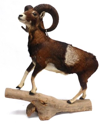 Lot 63 - Mouflon (Ovis orientalis orientalis), late 20th century, full mount, 125cm high