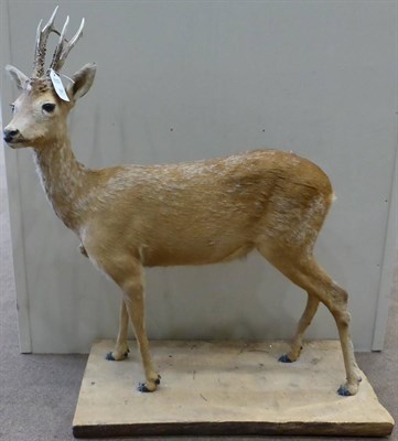 Lot 64 - Roe Deer (Capreolus capreolus), 20th century, full mount, 110cm high overall