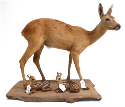 Lot 65 - Roe Deer (Capreolus capreolus) and Two Fawns, late 20th century, full mounts